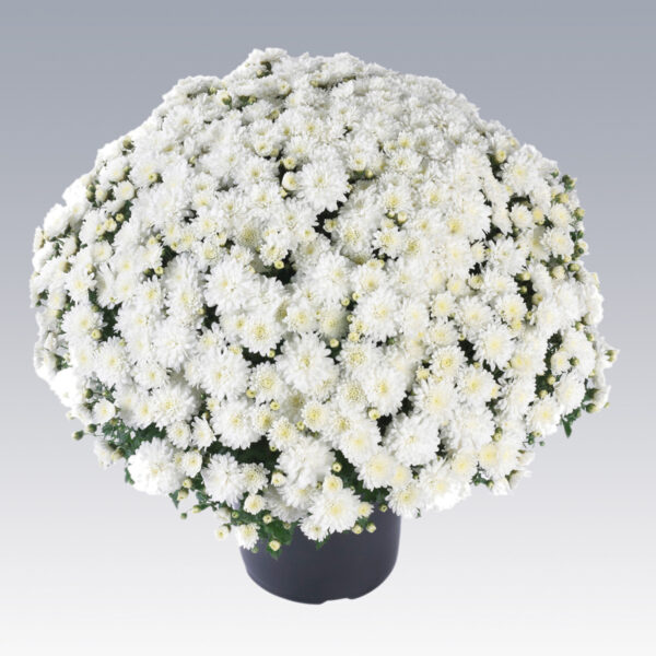 GARDEN MUM CELESTIAL WHITE