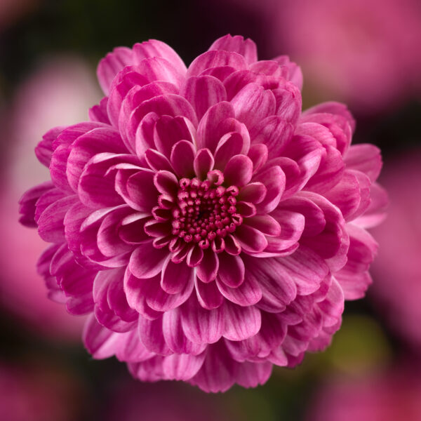 GARDEN MUM GIGI DARK PINK