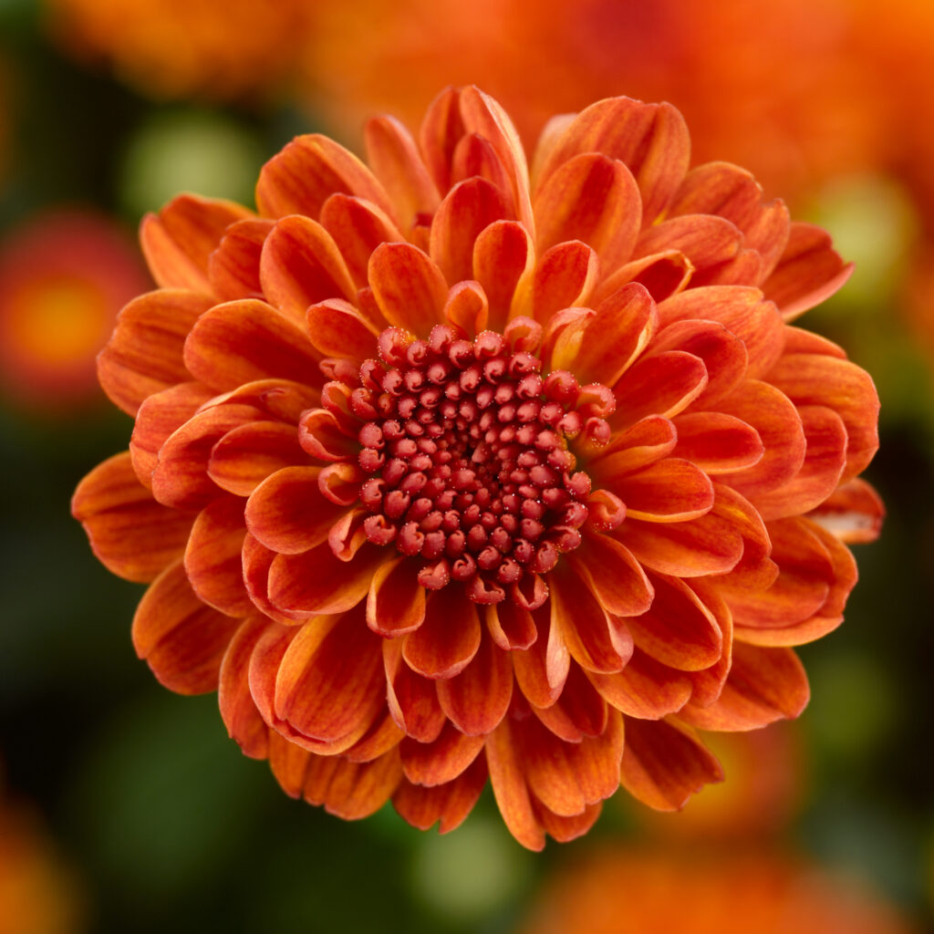 Thriller Plants for Container Gardening