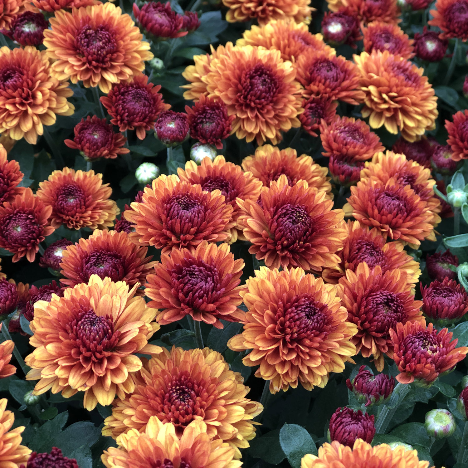 Bronze mums on sale
