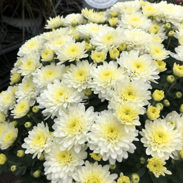 GARDEN MUM MOONGLOW WHITE