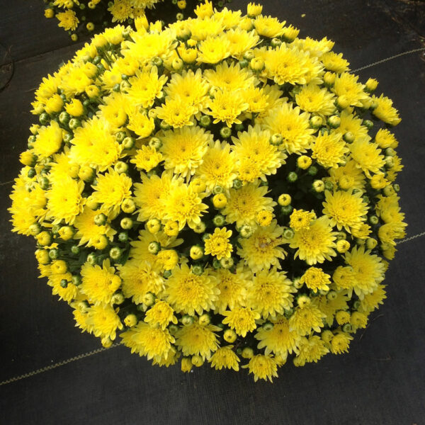 GARDEN MUM MOONGLOW YELLOW