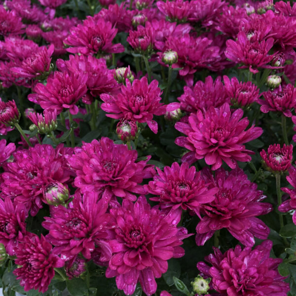 GARDEN MUM MORGANA PURPLE