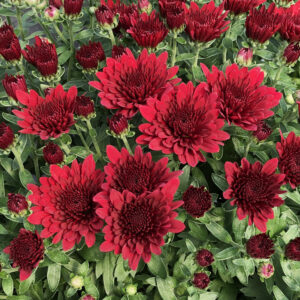 GARDEN MUM MORGANA RED