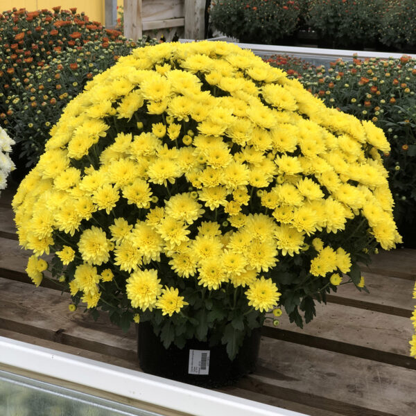 GARDEN MUM MORGANA YELLOW