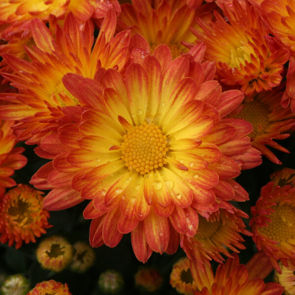 GARDEN MUM STACY DAZZLING ORANGE