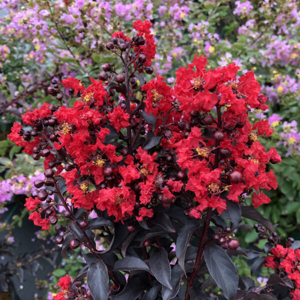 Lagerstroemia Center Stage Red