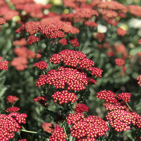 Achillea Sassy Summer Sangria