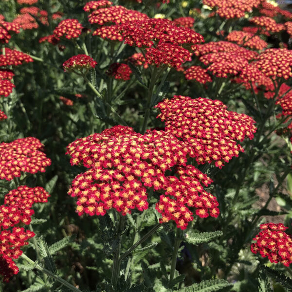 Achillea Summer Sangria