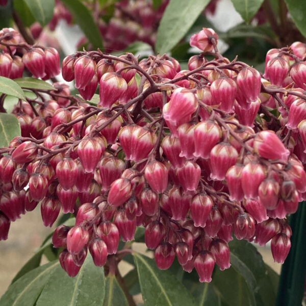 Pieris Interstella Lily of the Valley Shrub