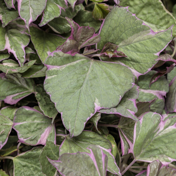 Ipomoea Tricolor Sweet Potato Vine