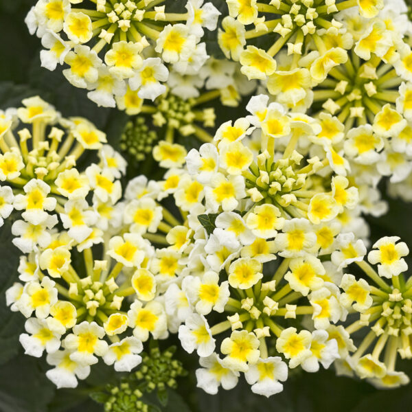 Lantana Luscious Royale Pina Colada