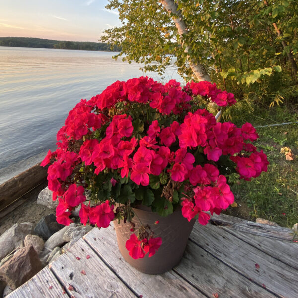 pelargonium americana cherry rose geranium