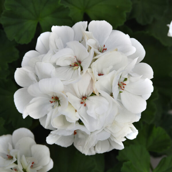 pelargonium americana white geranium