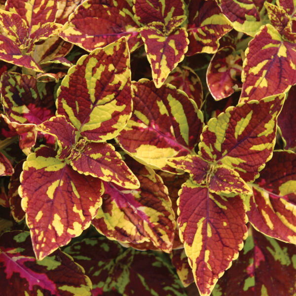 solenostemon splish splash coleus