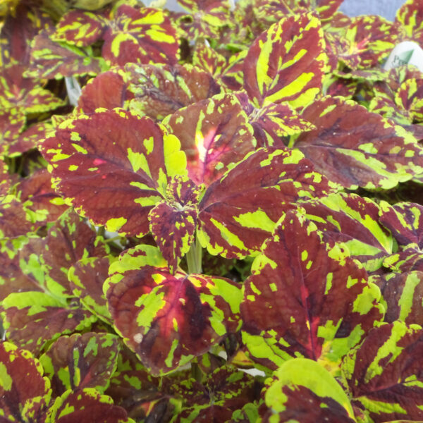 solenostemon splish splash coleus