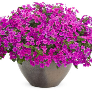 Verbena Superbena Pink Shades