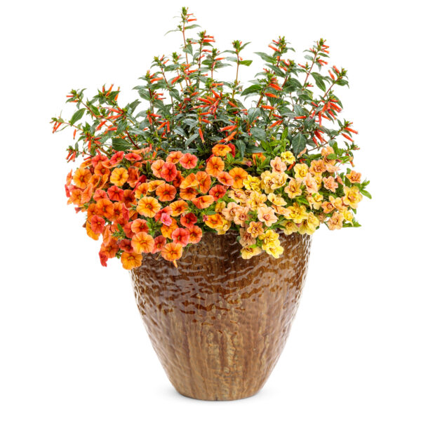 Annual Combination 'Clementine'