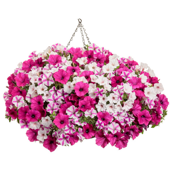 Annual Combination 'Color Statement'