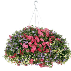 Annual Combination 'Waikiki Beach'