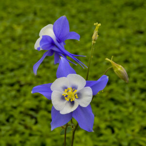 Aquilegia 'Songbird Blue Jay'