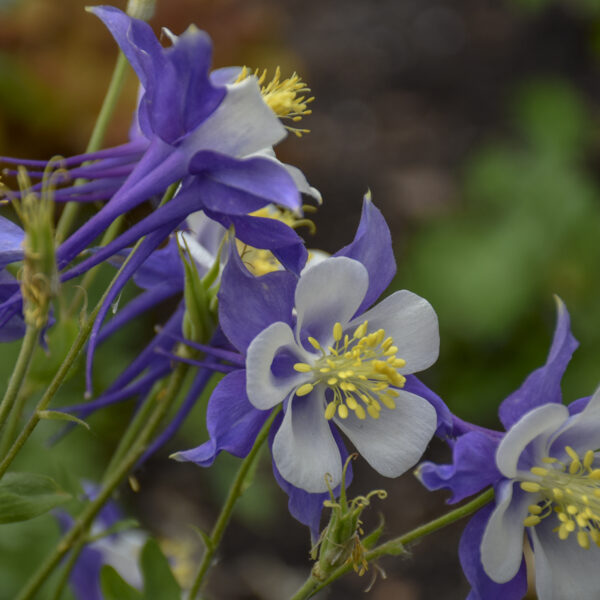 Aquilegia 'Songbird Blue Jay' - Image 2