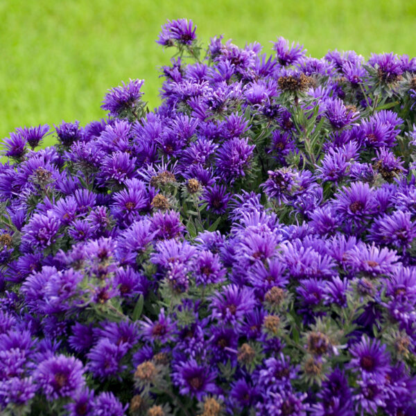 grape crush aster