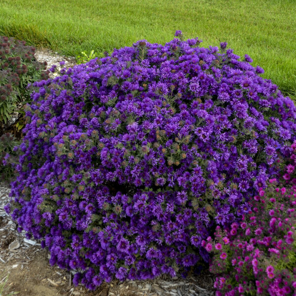 grape crush aster