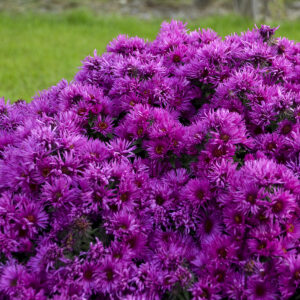 aster pink crush