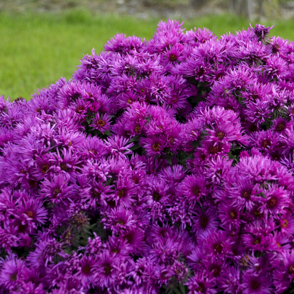 aster pink crush