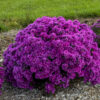 aster pink crush