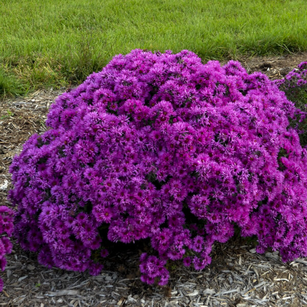 aster pink crush