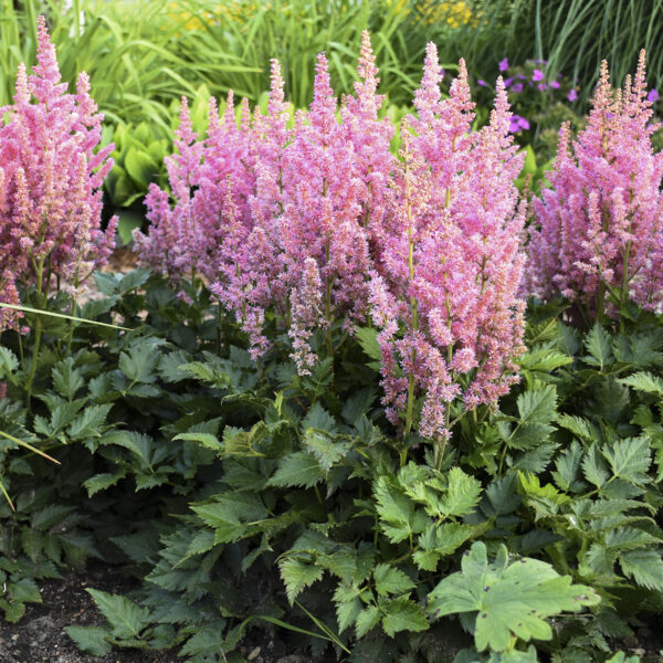 Astilbe 'Little Vision in Pink'