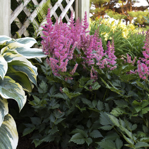 Astilbe 'Little Vision in Pink' - Image 2