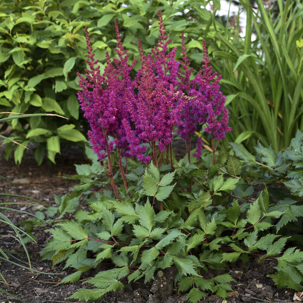 astilbe vision in red
