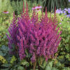 Astilbe 'Visions'