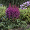 Astilbe 'Visions' - Image 2