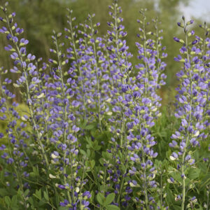 DECADENCE® DELUXE 'Blue Bubbly' Baptisia