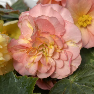 DOUBLE DELIGHT™ Blush Rose Begonia