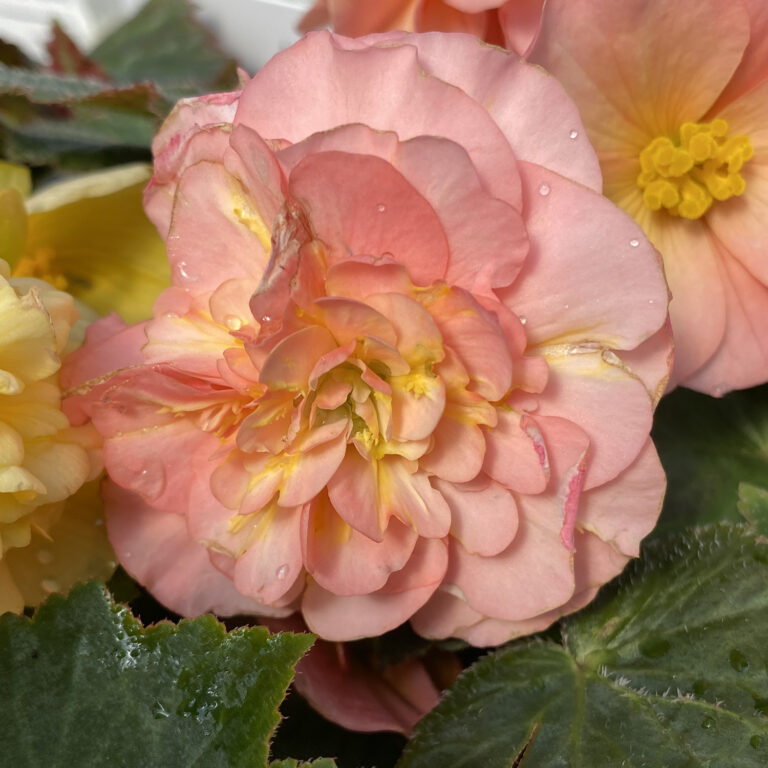 DOUBLE DELIGHT™ Blush Rose Begonia Garden Crossings