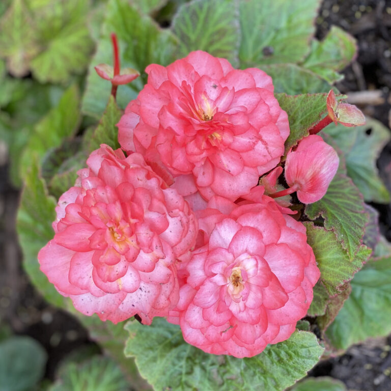 DOUBLE DELIGHT™ Blush Rose Begonia Garden Crossings