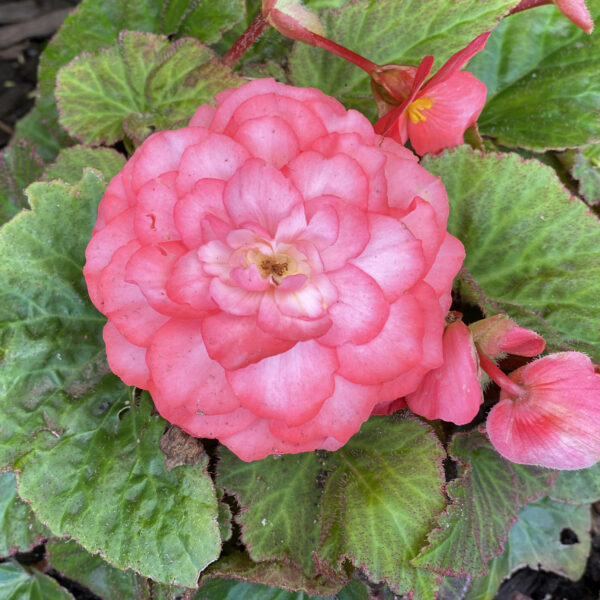 DOUBLE DELIGHT™ Blush Rose Begonia