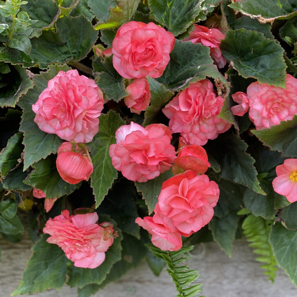 DOUBLE DELIGHT™ Blush Rose Begonia Garden Crossings