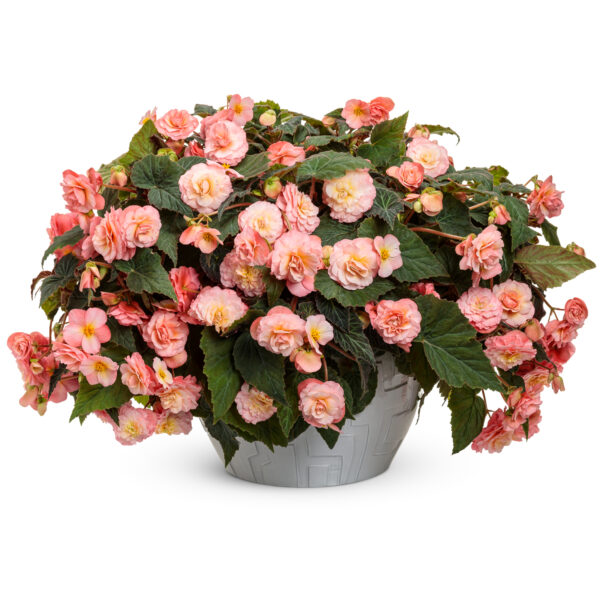 DOUBLE DELIGHT™ Blush Rose Begonia