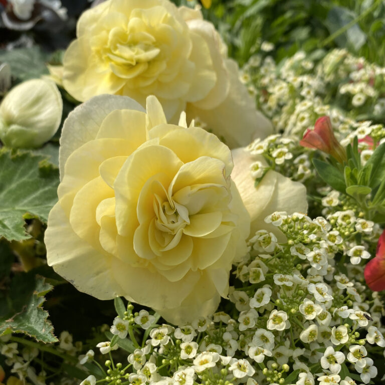DOUBLE DELIGHT™ Primrose Begonia Garden Crossings