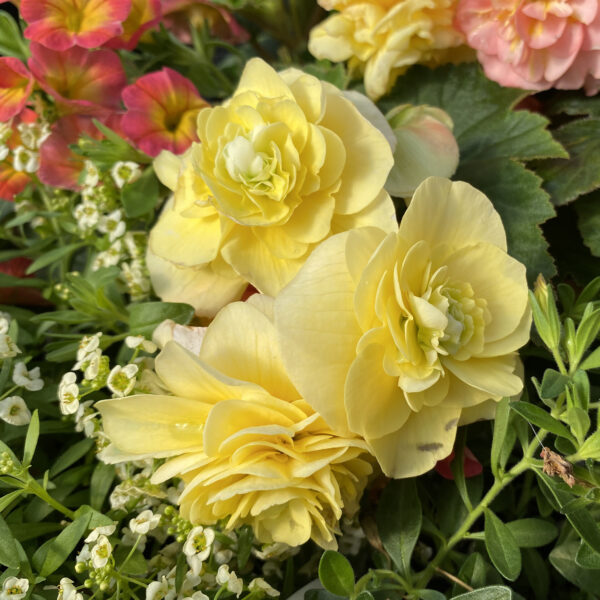 DOUBLE DELIGHT™ Primrose Begonia