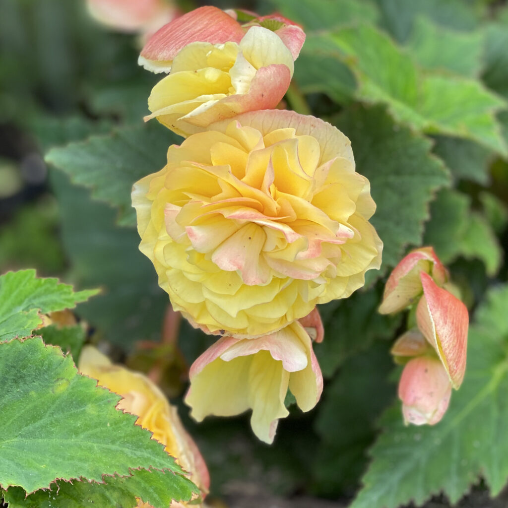 DOUBLE DELIGHT™ Primrose Begonia Garden Crossings
