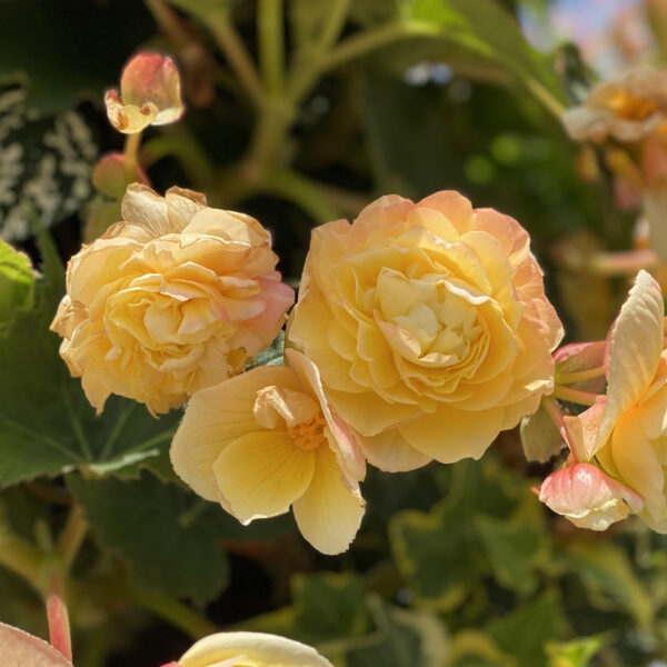 DOUBLE DELIGHT™ Primrose Begonia