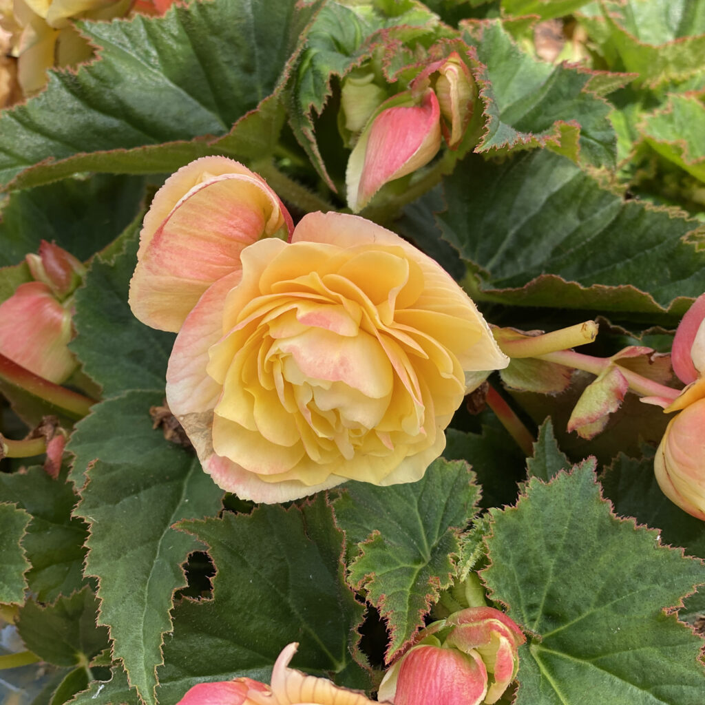 DOUBLE DELIGHT™ Primrose Begonia Garden Crossings