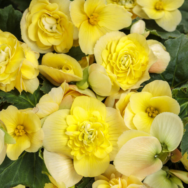 DOUBLE DELIGHT™ Primrose Begonia